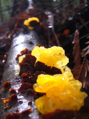 Fungus011408A