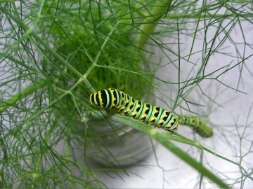 Caterpillar060508