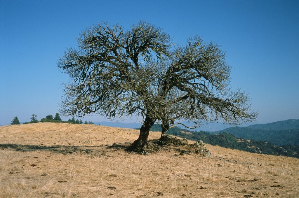 An oak along Orr Springs Road, in Mendocino County west of Ukiah.
