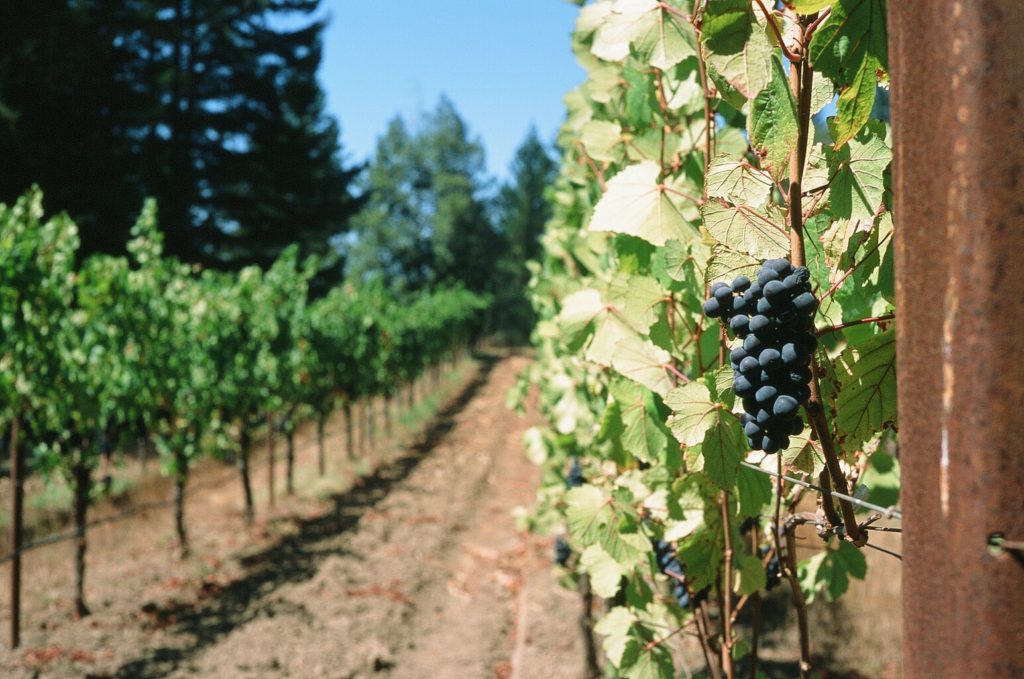 Pinot noir grapes, Toulouse Vineyards, Mendocino County.
