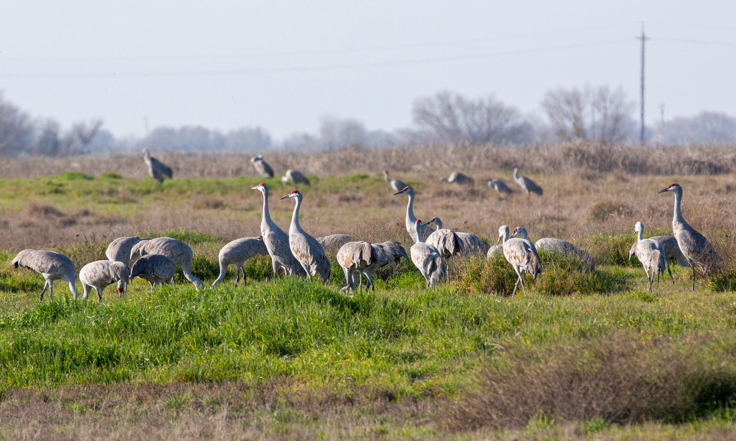 San Joaquin Valley Birds in Review Infospigot The Chronicles